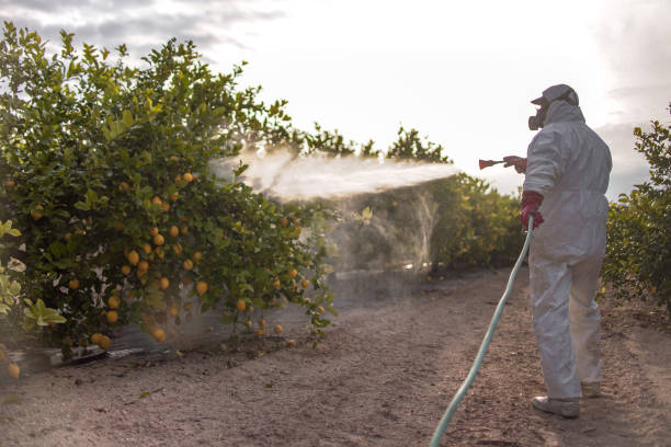 Best Organic or Eco-Friendly Pest Control  in Matheny, CA